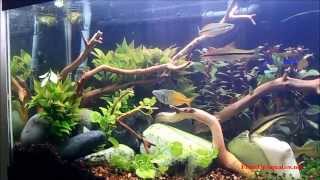 Aquascaping with Manzanita Driftwood [upl. by Aicittel]