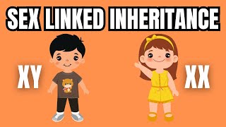 Sex Linked Inheritance Simply Explained [upl. by Cadell378]