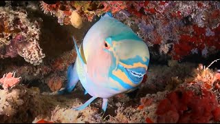 Why Parrotfish are Important [upl. by Nerat]