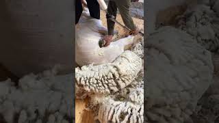 Shearing a Rambouillet horned ram 🐏 [upl. by Aicelaf]