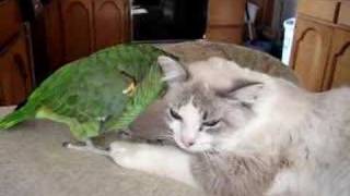 Amazon Parrot and Kitty [upl. by Enieledam]