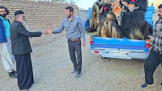 Charms of village life Babak sells old sheep and brings young goats to the village [upl. by Yrallam]