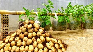 Unlock The Secret Growing Potato In Plastic Bags On Your Backyard  Growing Potatoes [upl. by Gisser]