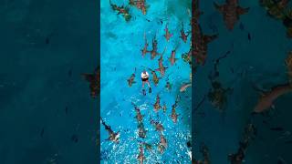 أهداء وحوش البحر 🦈 سحس s7s maldives shark ocean diving boat swimming [upl. by Enidualc625]