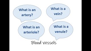 Arteries veins capillaries arterioles and venules  the differences [upl. by Neelya]