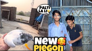 New Piegon La Aya😍  Umer Sa La Li Palti 😂  Rehman Nasir Vlogs [upl. by Czarra944]