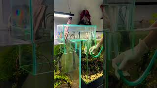 Pathway through two tanks🥰💯fish aquarium shorts viralvideo pathway shortfeed pets new [upl. by Yalcrab]