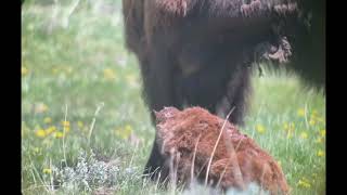 Newborn Bison Calf Stands for First Time [upl. by Ekyt234]