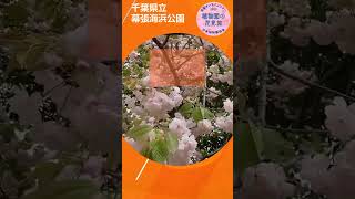 【植物園の花見旅】オオシマザクラなど🌸 shorts 桜 日本植物園協会 千葉県立幕張海浜公園 西武造園 [upl. by Hamehseer758]