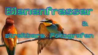 Bienenfresser amp streitbare Fotografen  GerolsheimBee Eaters amp battlesome photographers  subtitle [upl. by Kcireddor]