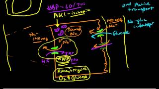 Renal Physiology Reabsorption and Excretion [upl. by Eilata545]