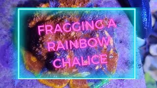 how to frag a rainbow Chalice coral [upl. by Enyar946]