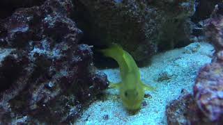 Yellow Watchman Goby Eats Bristle Worm for Dinner [upl. by Aehr304]