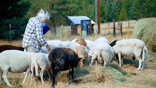 Knowing Your Grass Date  Livestock Grazing Calendar [upl. by Hedva305]