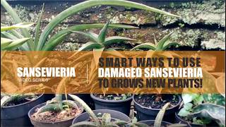 sansevieria care  Smart Ways to Use Damaged Sansevieria to Grow New Plantsquot [upl. by Ecinnej]