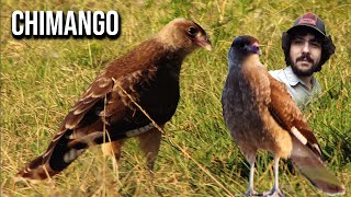 Chimango 4K Milvago chimango Chimango caracara [upl. by Bautram]