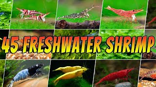 45 Stunning Freshwater Aquarium Shrimps Rare amp Common Shrimp Varieties [upl. by Elvia80]