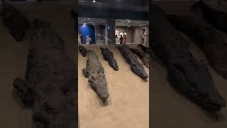 Mummified Crocodiles So well preserved adventure travel egypt africa [upl. by Oemac865]