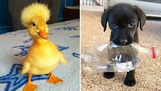 Funniest Animals 2024 😂 Best Funny Cats and Dogs 😻🐶 Part 23  Cute Baby Dogs [upl. by Tager]