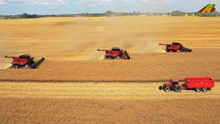 Rapsernte 2021 in der Uckermark 3 Case IH 8250 Mähdrescher im Großeinsatz Landwirtschaft Brandenburg [upl. by Laram]