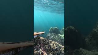 fishing fish carpfishing travel pesca nature xq spearfishing ocean underwater [upl. by Yssac]