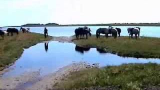 Læsø  Riding holiday on icelandic horses [upl. by Hirasuna]