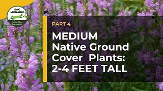 MEDIUM Native Ground Cover Plants 24 feet tall to Suppress Weeds [upl. by Llekim]