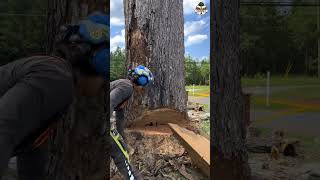 Felling a rotted tree outdoors treecutting fyp [upl. by Matt]