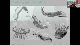 Wonderful Cambrian Beasts [upl. by Ardelia]