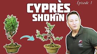 Comment Faire un SHOHÏN avec un CYPRÈS  Épisode 1 🌱 NEJIKAN BONSAI 🌱 [upl. by Gibb]