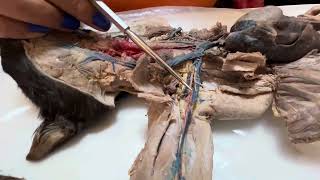 Part I Dissection Review Circulatory System [upl. by Ralyks]