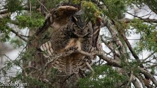 Give a Hoot the male Great Horned OwlTerritorial Calls 041221 [upl. by Bottali]