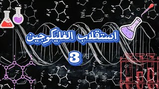 استقلاب الغليكوجين 3 Glycogen Metabolism [upl. by Llerahs]