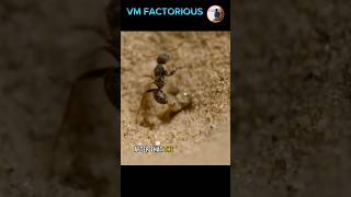 Ant vs antlion 😮 shortsviralantantlion [upl. by Slaohcin]