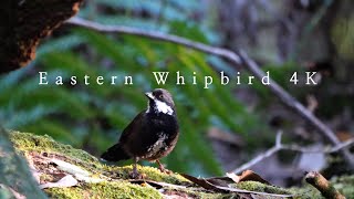 Eastern Whipbird calling  Australian Bird Sounds [upl. by Larual220]