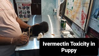 Ivermectin Toxicity in Puppy Clinical Signs [upl. by Carilyn]