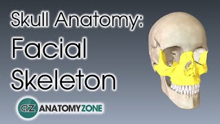 Facial Skeleton  Skull Anatomy [upl. by Avie]