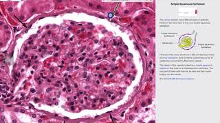 Histology Lab Introduction [upl. by Fosque]