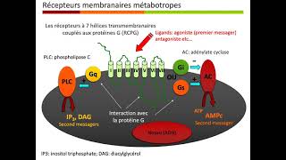 Pharmacologie Générale Partie 4 [upl. by Ackerman137]