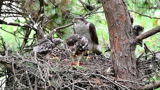 참매  Accipiter gentilis [upl. by Ahsined]