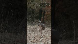 WHITETAILS on the MOVE foryou bowhunting hunting trending behindtheblind deerseason [upl. by Joye]