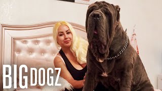 Ambush The 180lbs Neapolitan Mastiff  BIG DOGZ [upl. by Jules]