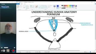 UNDERSTANDING HUMAN ANATOMYPERINEUM PART 2 [upl. by Barbour565]