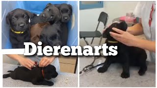 Met de pups naar de dierenarts  Boer Gerrit vlogt [upl. by Dituri]