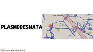 Plasmodesmata  Malayalam  Structure amp Functions Of Plasmodesmata  CU  Mg  Kerala  Kannur  Bot [upl. by Chapa]