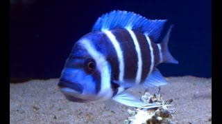 ciphotilapia frontosa blue zaire mikula WFmpg [upl. by Ahsasal762]