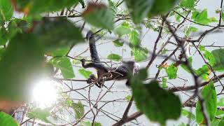 Affe im Karlsruher Zoo im Exotenhaus in Zeitlupe ape in Zoo in slow motion [upl. by Noit370]