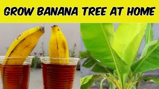 Transform a banana into a thriving banana tree  Stepbystep guide [upl. by Starling]