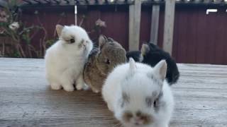 Netherland Dwarf Rabbits [upl. by Sigrid]