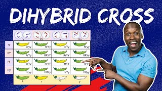 Master Dihybrid Crosses The StepbyStep Guide to Punnett Squares amp Genetic Ratios [upl. by Anaitak]